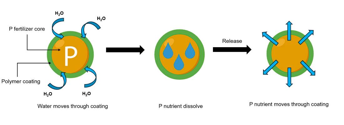 description of how water and nutrient moves through coating | NDSU Research Foundation